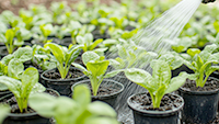fertilizer